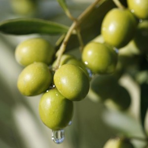 aceitunas-olivo