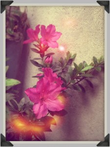 Cómo usar Instagram para vender más 4 emociones-instagram