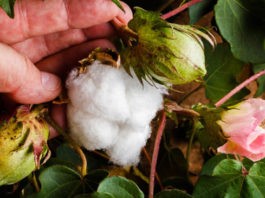 La importancia del uso del algodón en la ropa ropa de algodón