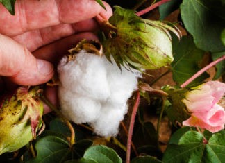 La importancia del uso del algodón en la ropa ropa de algodón