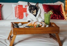 concurso Crítico Canino Hoteles.com