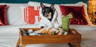 concurso Crítico Canino Hoteles.com