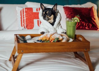 Hoteles.com busca Crítico Canino de hoteles concurso Crítico Canino Hoteles.com