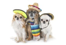 Tu perro podría ser la imagen oficial de DogHero México #ElPerroDeMéxico DogHero