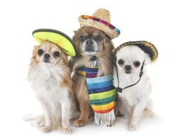 #ElPerroDeMéxico DogHero