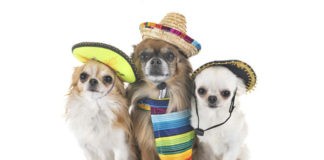 #ElPerroDeMéxico DogHero