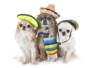 #ElPerroDeMéxico DogHero