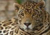 campaña Por Un Jaguar Max