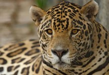 Tintorerías Max lanza campaña para salvar al jaguar mexicano campaña Por Un Jaguar Max