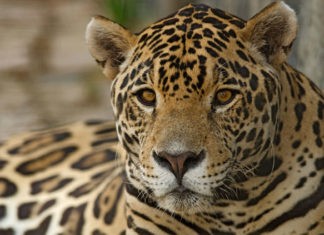 campaña Por Un Jaguar Max