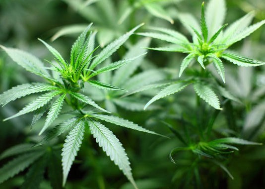 cannabis en México