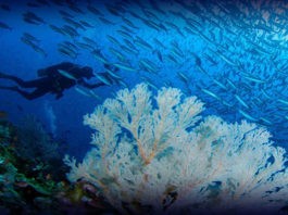 #SuperCoralPlay, la campaña que invita a salvar los corales campaña #SuperCoralPlay