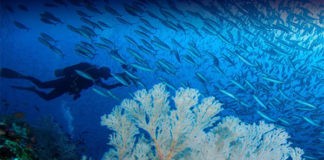 campaña #SuperCoralPlay