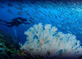 campaña #SuperCoralPlay