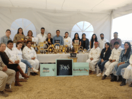 colmenas de abejas Toks