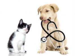 Purina presenta Médicos y mascotas en contingencia