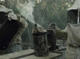 documental Qué les pasó a las abejas