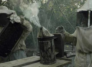 documental Qué les pasó a las abejas