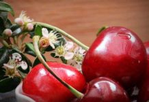 llegada cerezas a México