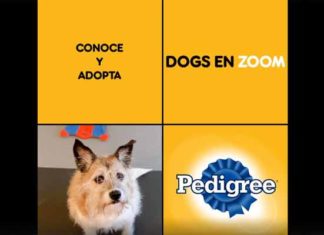 Pedigree realizará evento de adopción de perros por Zoom adopción de perros Pedigree