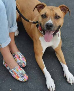 Bobs for Dogs Skechers