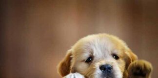 Puppy Protech Royal Canin