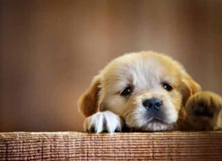 Royal Canin lanza leche Puppy Protech para nutrir a cachorros Puppy Protech Royal Canin