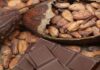mitos y realidades del cacao y el chocolate