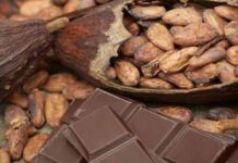 mitos y realidades del cacao y el chocolate