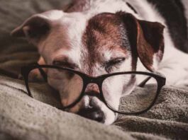 cuidar la salud de perro senior