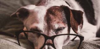 cuidar la salud de perro senior