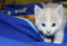 ¿Gatito en casa? Revisa estos puntos para saber si está sano cómo tener un gatito sano