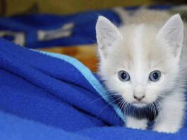 ¿Gatito en casa? Revisa estos puntos para saber si está sano cómo tener un gatito sano