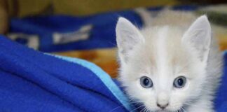 cómo tener un gatito sano