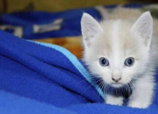 ¿Gatito en casa? Revisa estos puntos para saber si está sano cómo tener un gatito sano