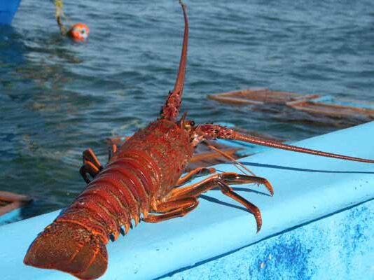 pesca sostenible en México