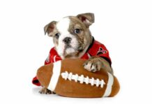 5 ideas para disfrutar el Super Bowl con tu amigo perruno ideas para disfrutar el Super Bowl