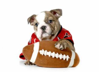 5 ideas para disfrutar el Super Bowl con tu amigo perruno ideas para disfrutar el Super Bowl