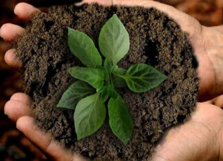 acciones sustentables para cuidar el planeta