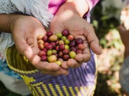 Blasón lanza proyecto para apoyar a Mujeres del Café Mujeres del Café Blasón