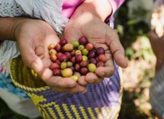 Mujeres del Café Blasón