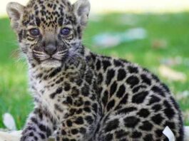 Kinder y Reino Animal trabajan en la conservación del jaguar Kinder Santuario del Jaguar