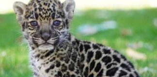 Kinder Santuario del Jaguar