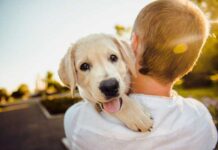 10 consejos para el cuidado y protección de tu perro 🐶 cómo cuidar un perro