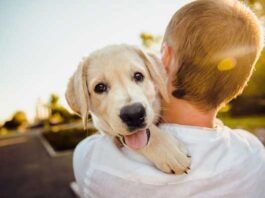 10 consejos para el cuidado y protección de tu perro 🐶 cómo cuidar un perro