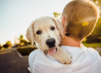10 consejos para el cuidado y protección de tu perro 🐶 cómo cuidar un perro