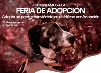 Premium Outlets Punta Norte organiza 3ª feria de adopción feria de adopción Premium Outlets