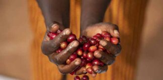 Siren's Blend Starbucks