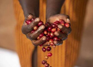 Starbucks Siren’s Blend apoya a mujeres involucradas en la industria del café Siren's Blend Starbucks