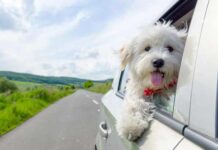 viajar con perro en carretera